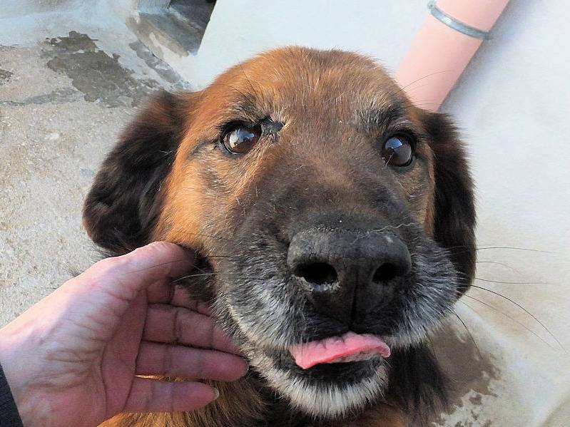 Vuoi adottare un cane a Frosinone?