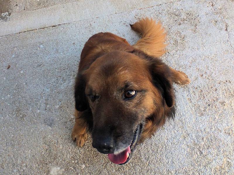 Adotta il cane DARIO a Frosinone