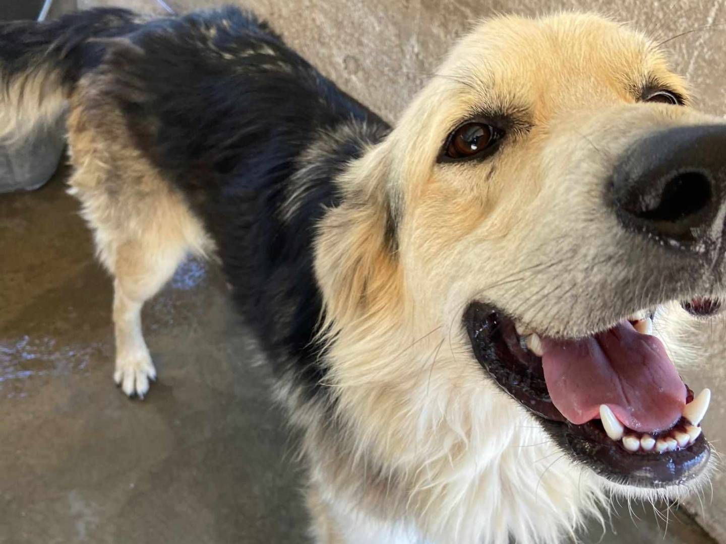 Adotta un cane, maschio, 2 anni e 3 mesi, Firenze