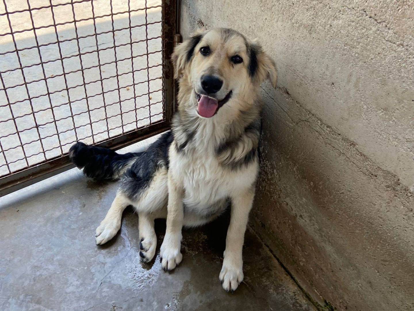 Adotta un cane, taglia gigante, maschio, Firenze