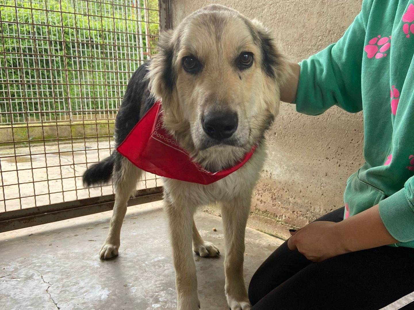 Vuoi adottare un cane a Firenze?