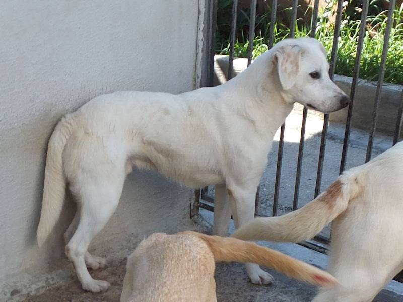 Adotta un cane, maschio, 2 anni e 2 mesi, Frosinone