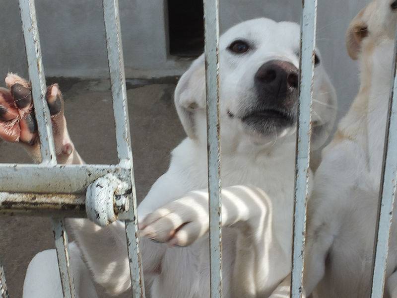 Vuoi adottare un cane a Frosinone?
