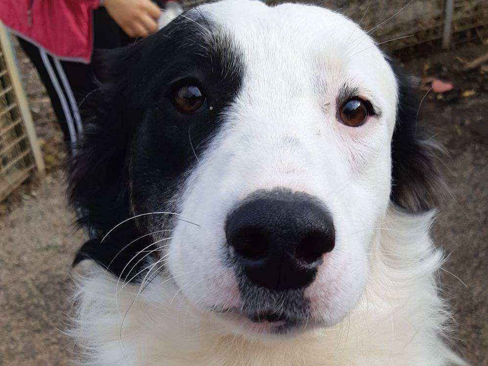Adozione cane, femmina, Border Collie Razza sconosciuta, 4 anni e 11 mesi, taglia media, Firenze