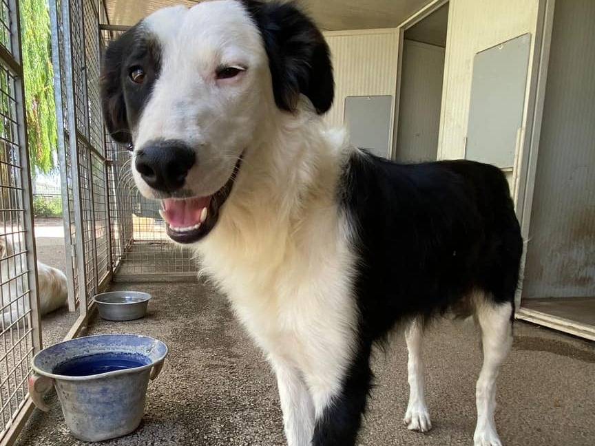 Adotta un cane, femmina, 4 anni e 11 mesi, Firenze