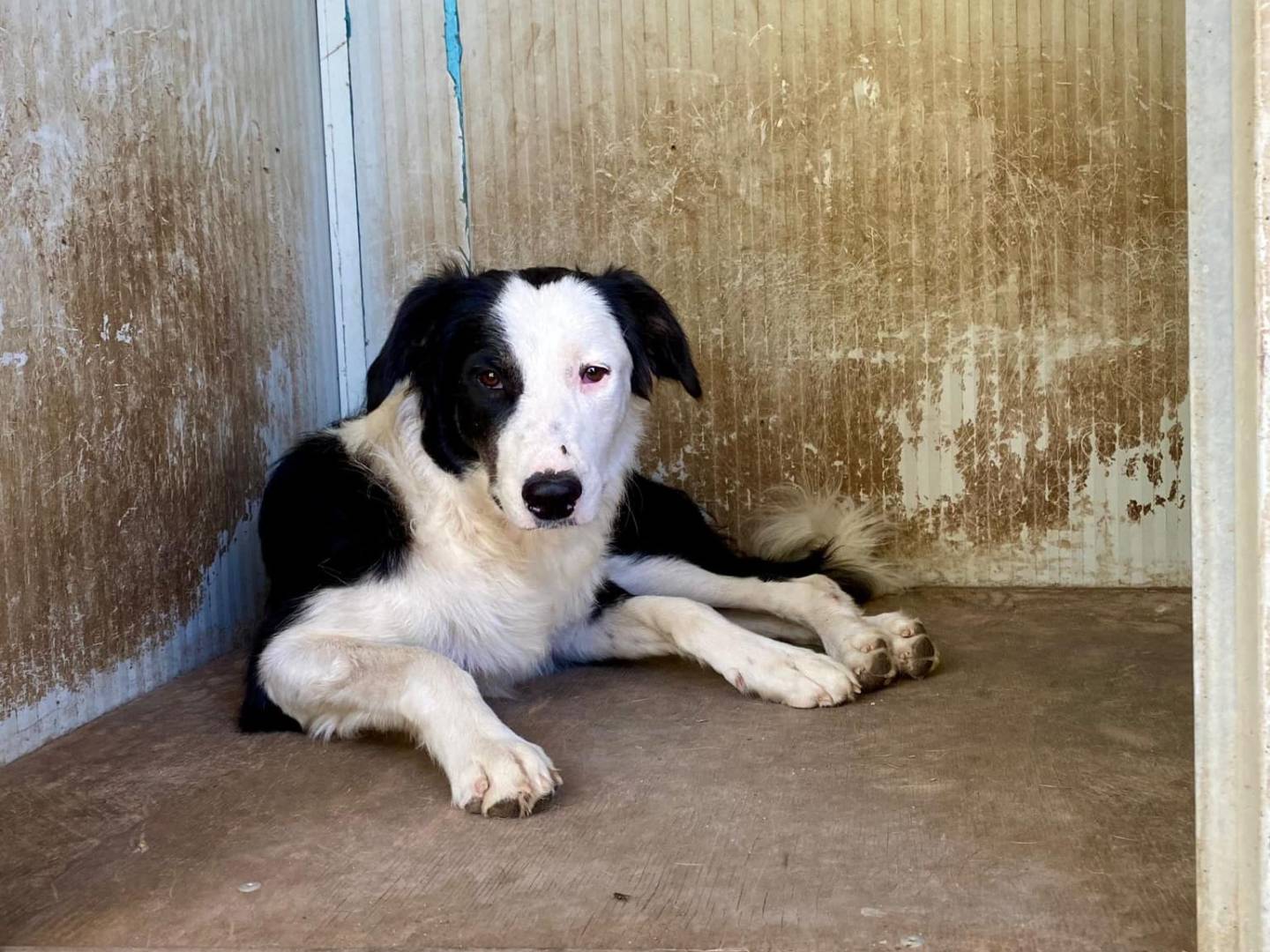 Adotta un cane, taglia media, femmina, Firenze