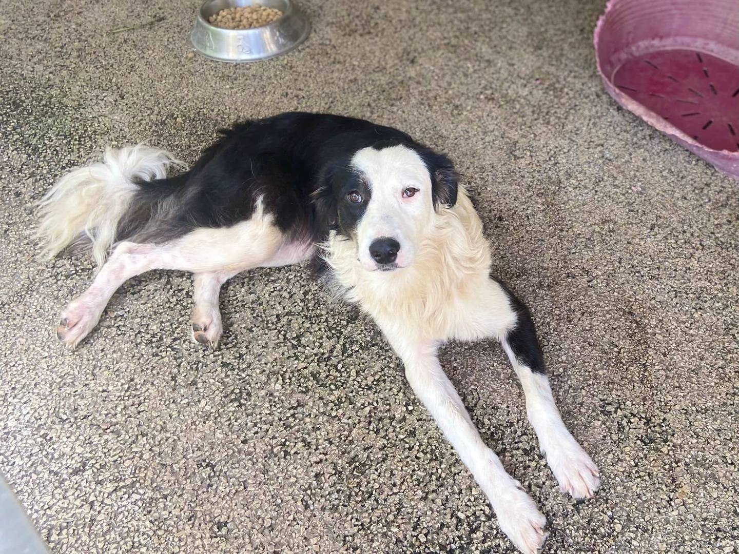 Vuoi adottare un cane a Firenze?
