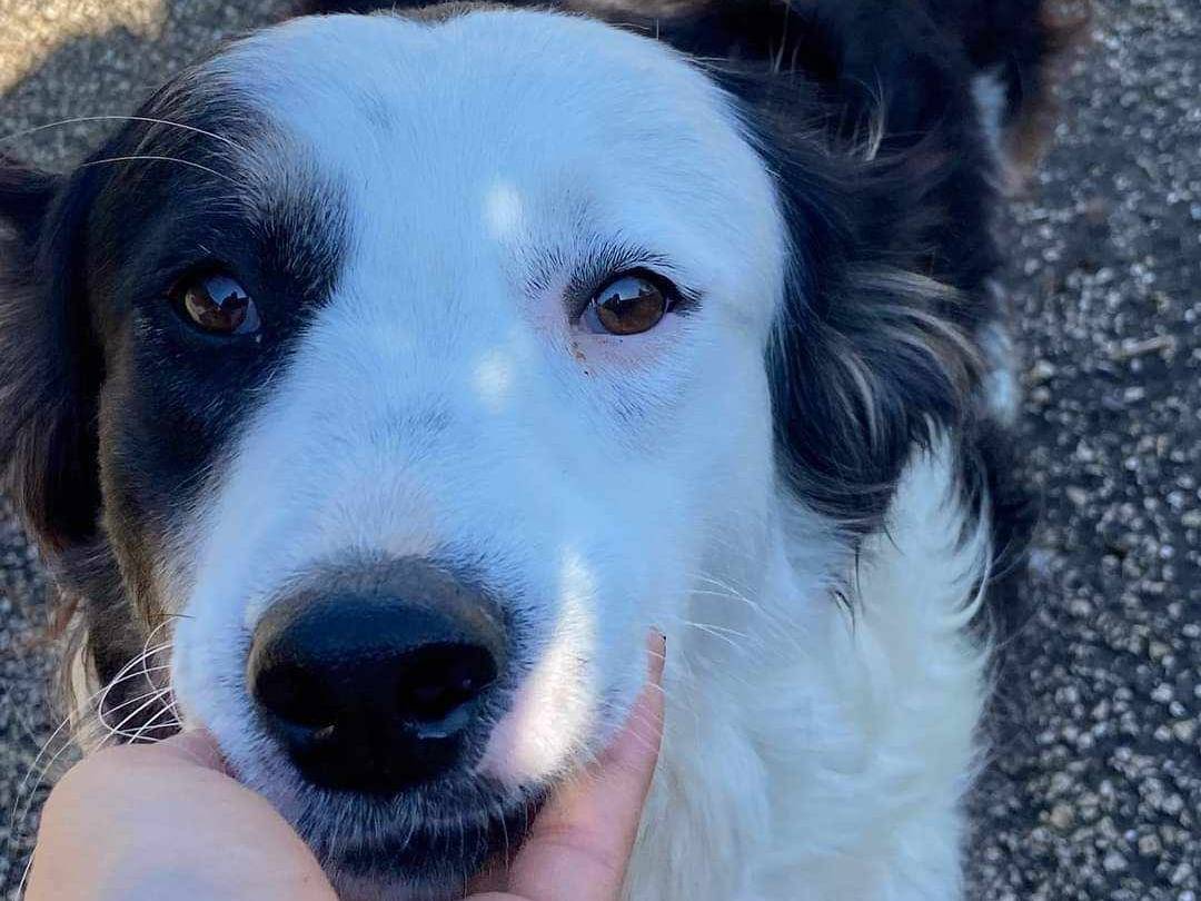 Adotta il cane WILLOW a Firenze