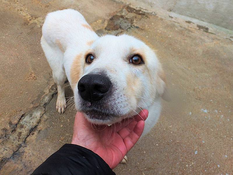 Adotta un cane, maschio, 4 anni, Frosinone