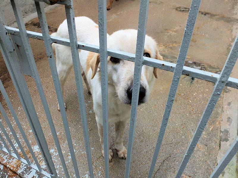 Adotta un cane, taglia grande, maschio, Frosinone