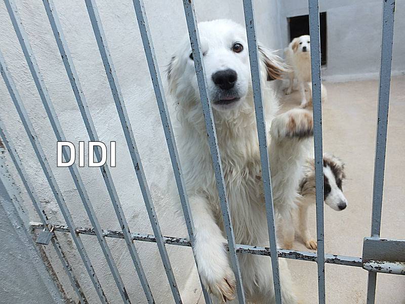 Adozione cane, femmina, Pastore maremmano Razza sconosciuta, 2 anni e 3 mesi, taglia grande, Frosinone
