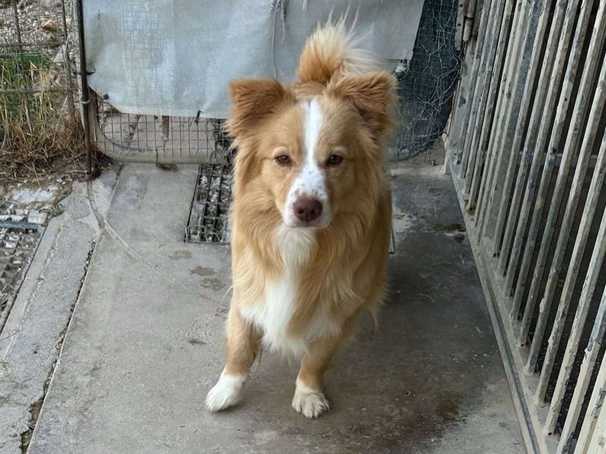 Adotta un cane, maschio, 3 anni e 10 mesi, Treviso