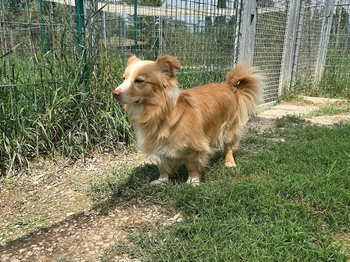 Foto 3 dell'animale
