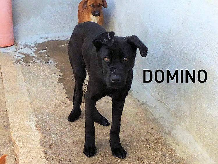 Adozione cane, maschio, Razza sconosciuta Razza sconosciuta, 3 anni e 8 mesi, taglia media, Frosinone