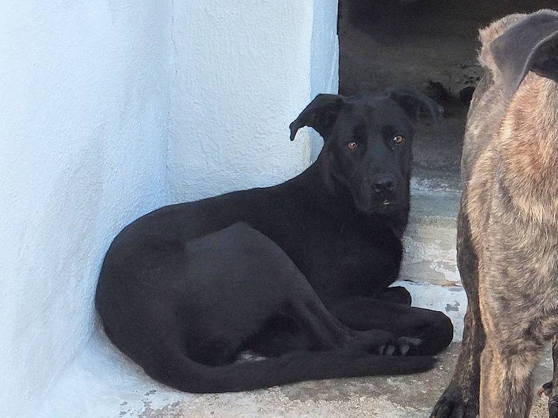 Adotta un cane, maschio, 3 anni e 8 mesi, Frosinone