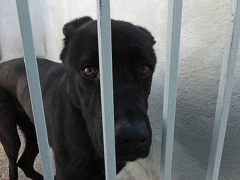 Adotta un cane, taglia media, maschio, Frosinone