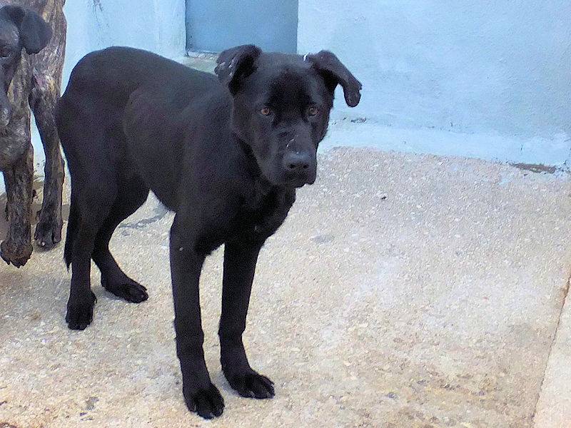 Vuoi adottare un cane a Frosinone?