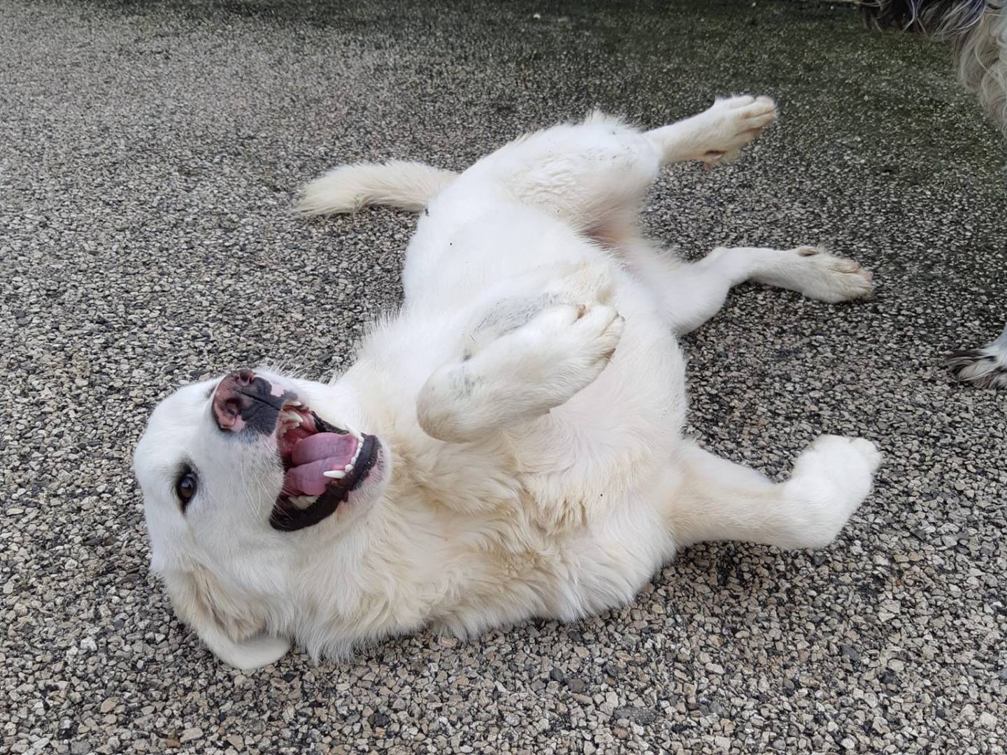 Adotta un cane, femmina, 4 anni e 5 mesi, Firenze