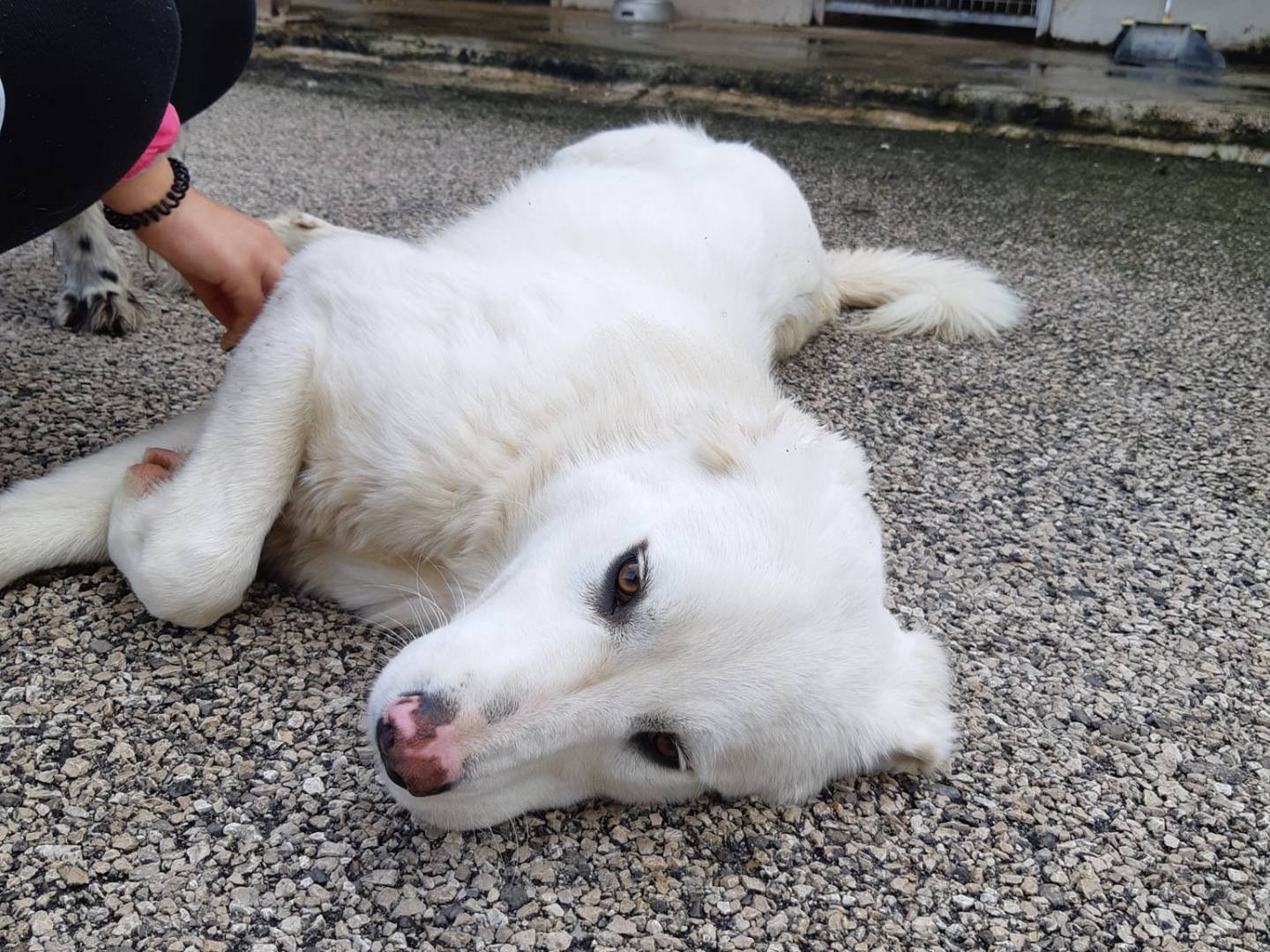 Vuoi adottare un cane a Firenze?