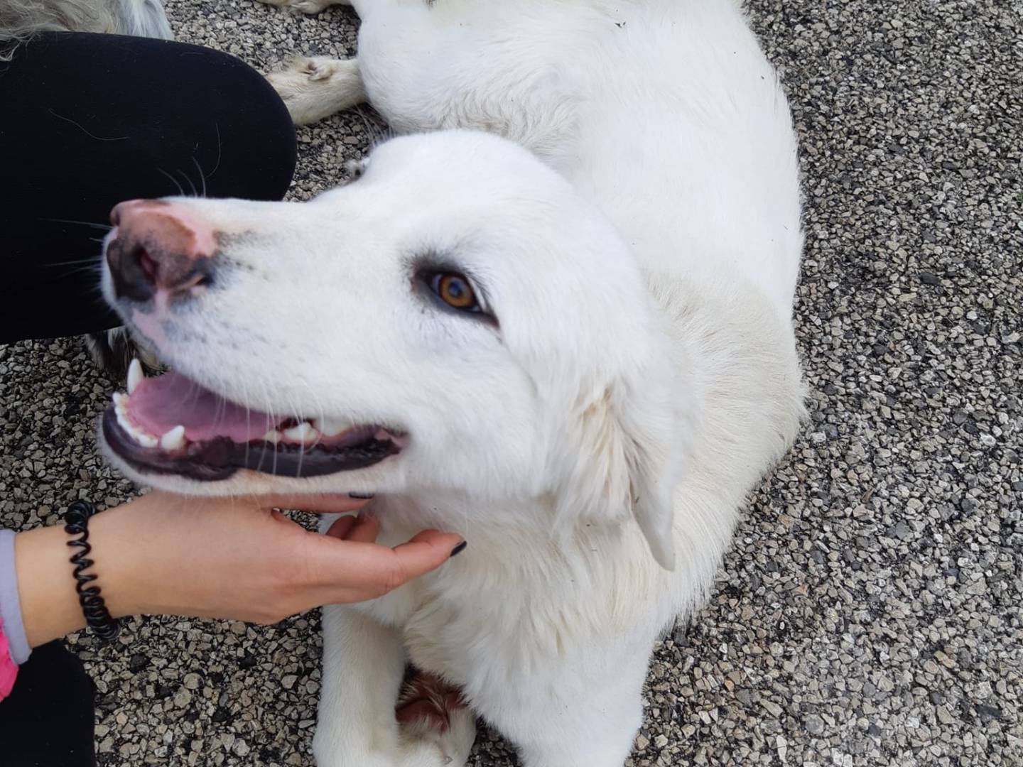 Adotta il cane MEREDITH a Firenze