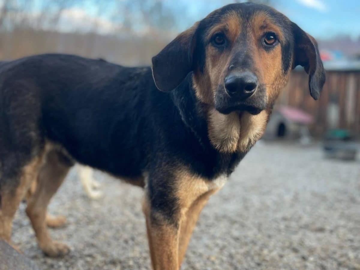 Adotta un cane, maschio, 4 anni e 11 mesi, Firenze
