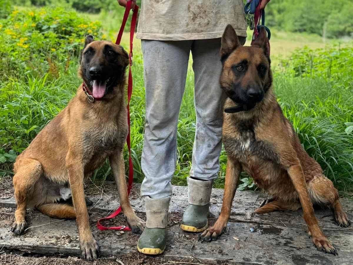 Vuoi adottare un cane a Firenze?
