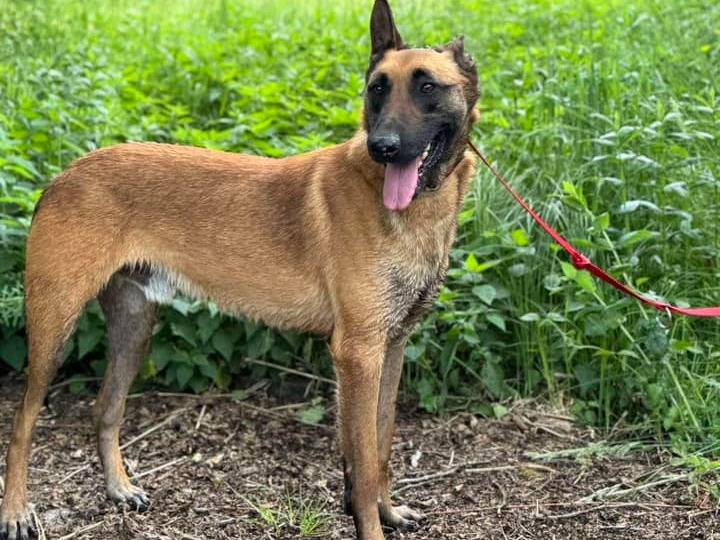 Adotta il cane DIESEL E ZATLAN a Firenze