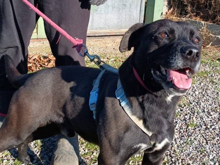 Vuoi adottare un cane a Varese?