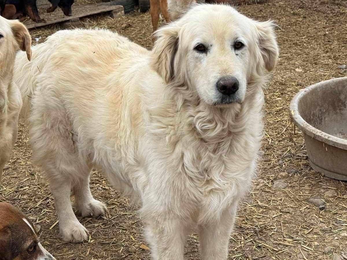 Adotta un cane, maschio, 7 anni e 4 mesi, Firenze