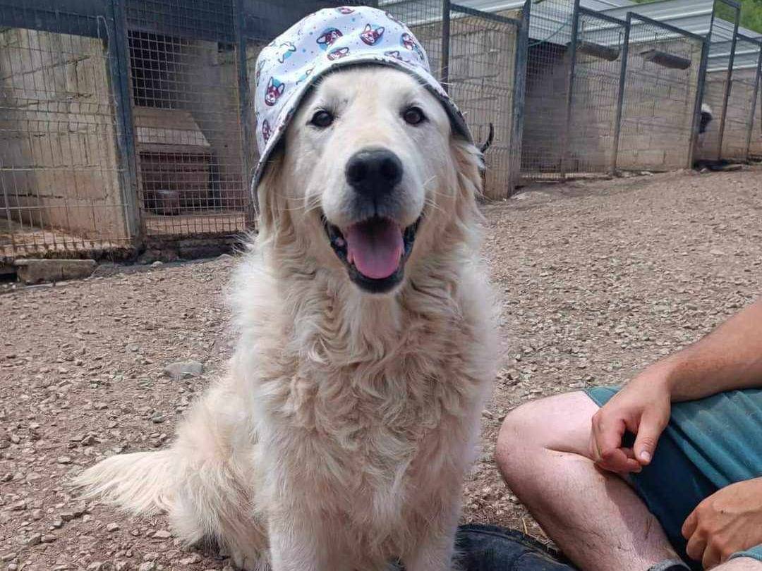 Vuoi adottare un cane a Firenze?