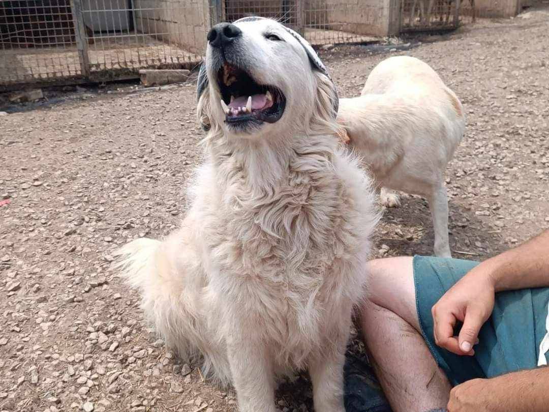 Adotta il cane MARLEY a Firenze