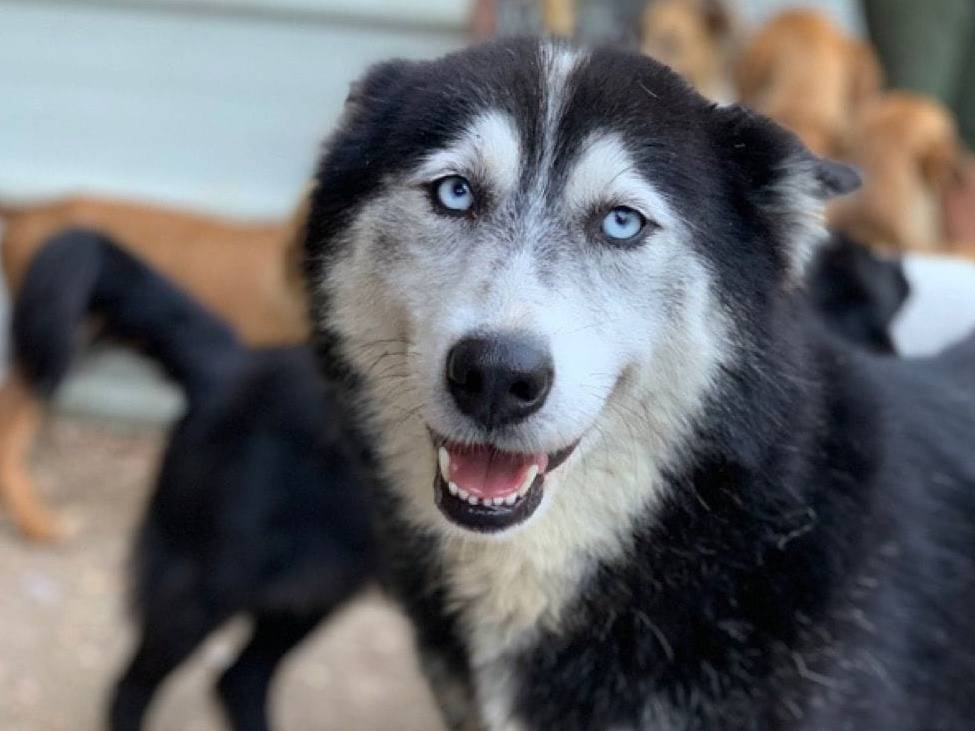 Vuoi adottare un cane a Firenze?