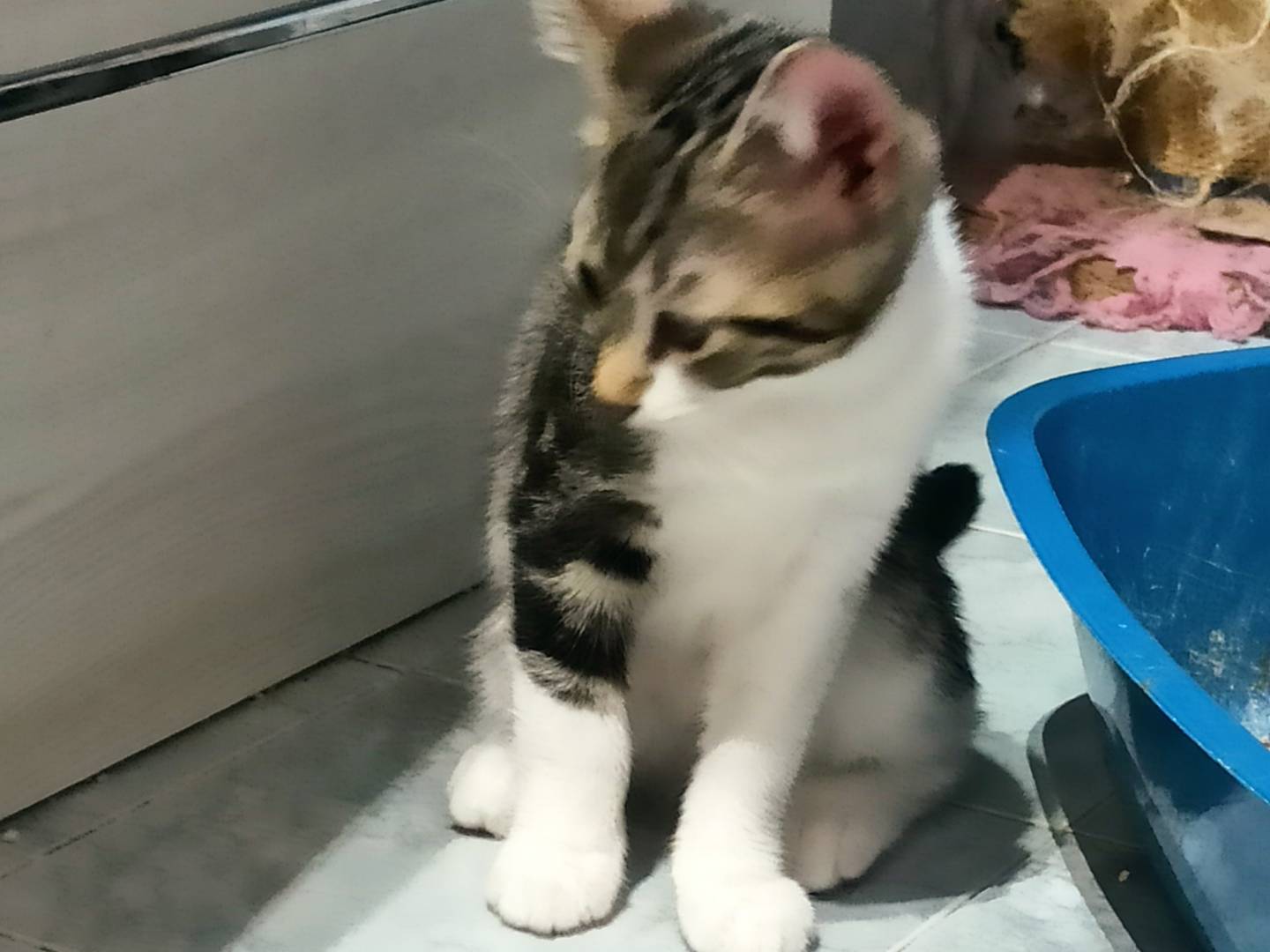 Adotta un gatto, maschio, 3 mesi, Monza