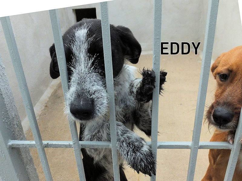 Adozione cane, maschio, Razza sconosciuta Razza sconosciuta, 1 anno e 10 mesi, taglia media, Frosinone