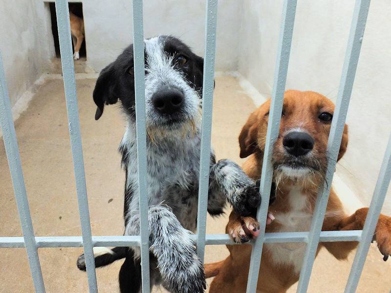 Adotta un cane, maschio, 1 anno e 10 mesi, Frosinone