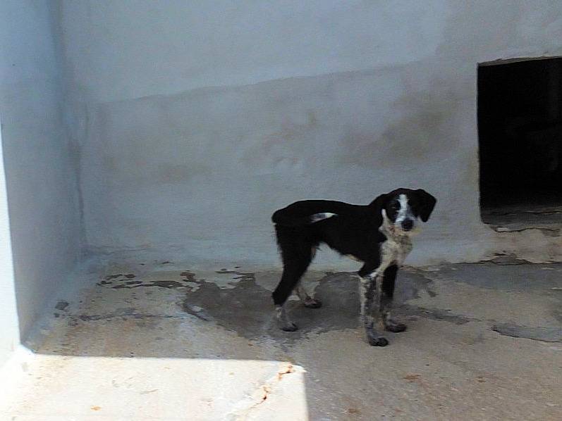Vuoi adottare un cane a Frosinone?
