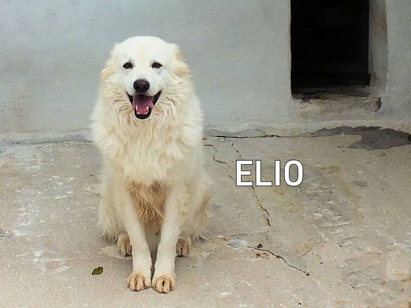 Adozione cane, maschio, Pastore maremmano Razza sconosciuta, 5 anni e 1 mese, taglia grande, Frosinone