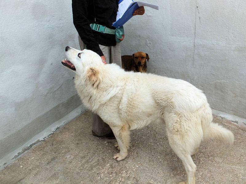 Adotta un cane, taglia grande, maschio, Frosinone