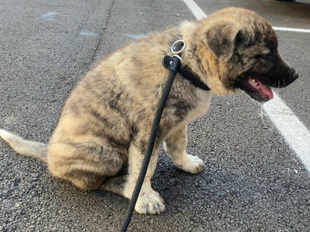 Vuoi adottare un cane a Teramo?