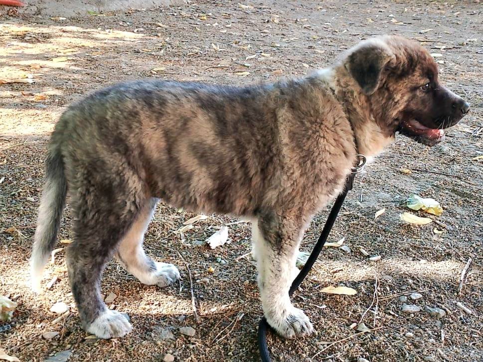 Adotta il cane Jacqueline  a Teramo