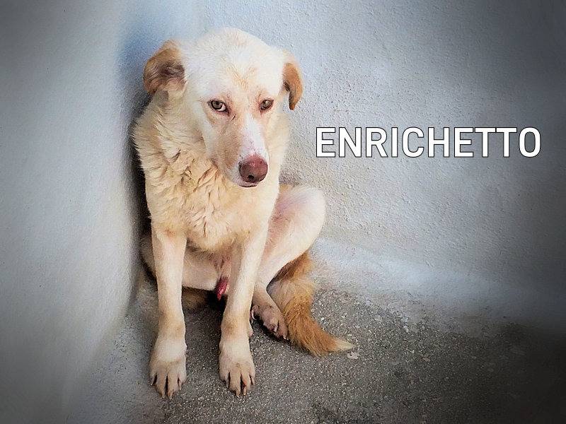 Adozione cane, maschio, Breton Razza sconosciuta, 3 anni e 5 mesi, taglia media, Frosinone