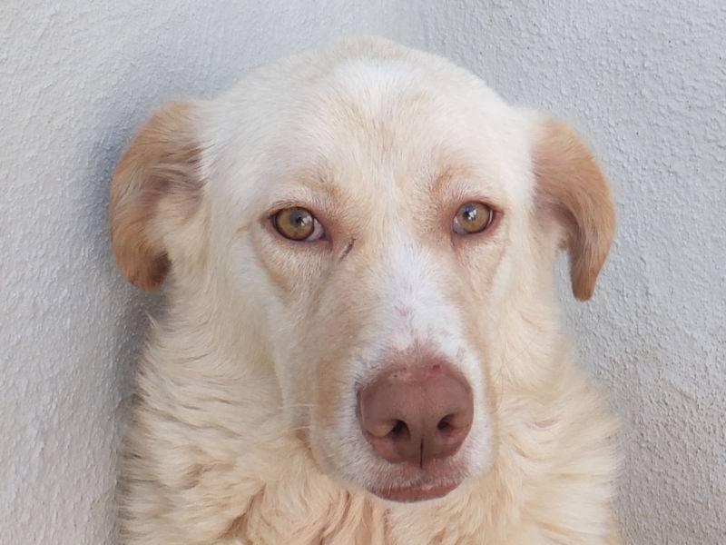 Adotta un cane, maschio, 3 anni e 5 mesi, Frosinone