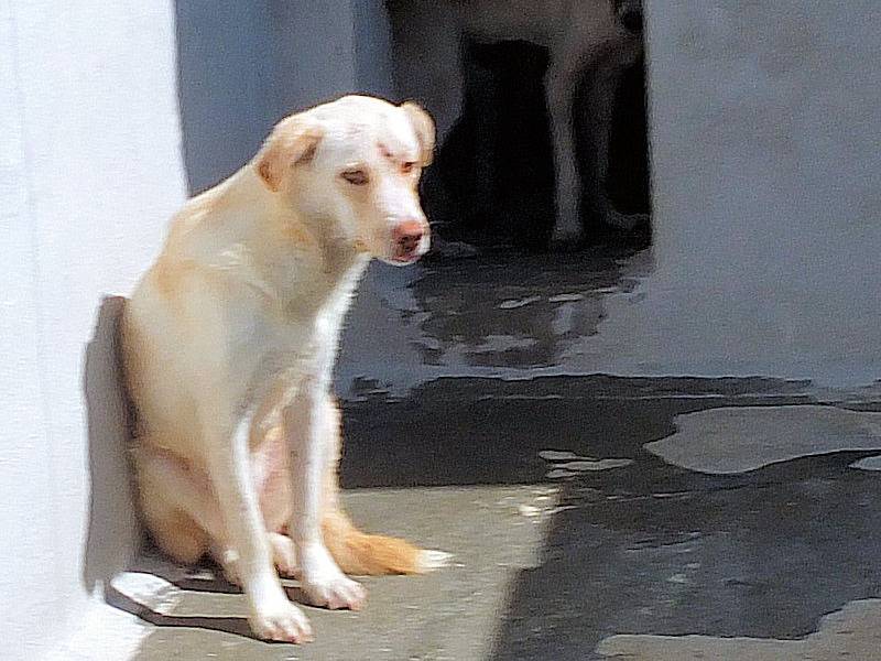 Adotta un cane, taglia media, maschio, Frosinone