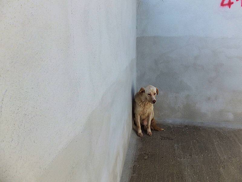 Vuoi adottare un cane a Frosinone?