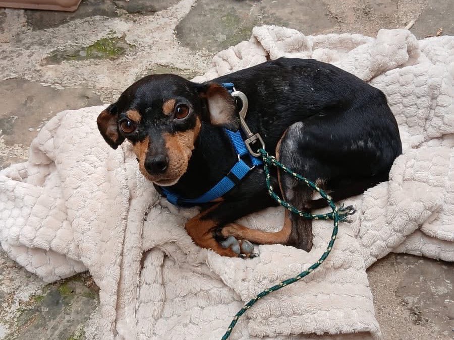 Adozione cane, maschio, Pinscher Razza sconosciuta, 8 anni e 2 mesi, taglia piccola, Crotone