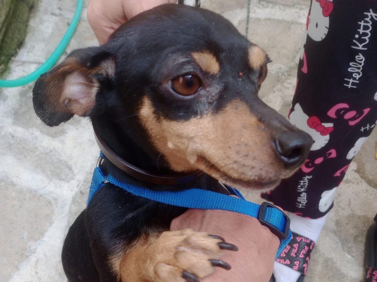 Adotta un cane, maschio, 8 anni e 2 mesi, Crotone