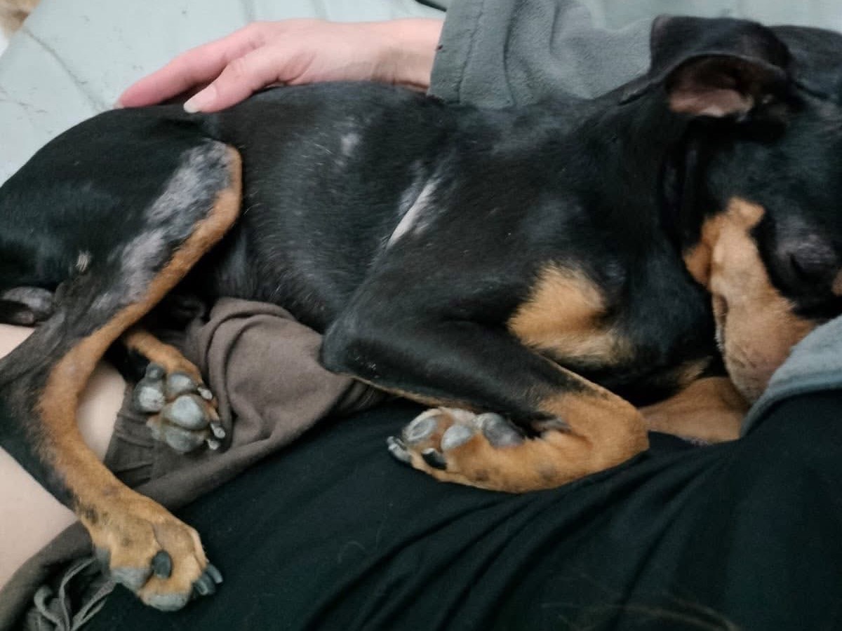 Adotta un cane, taglia piccola, maschio, Crotone