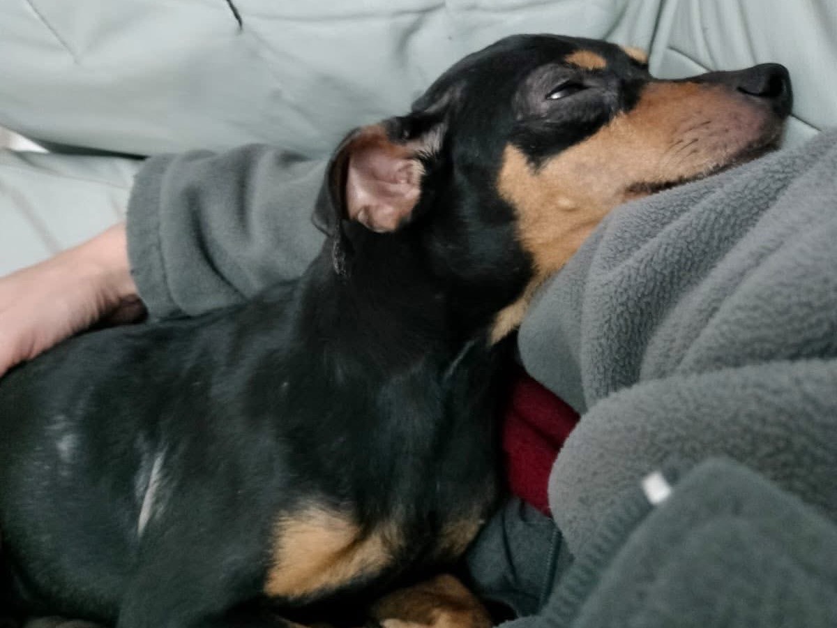 Vuoi adottare un cane a Crotone?