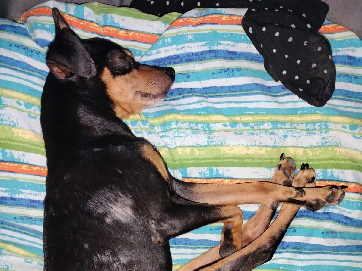 Adotta il cane BOBBY a Crotone