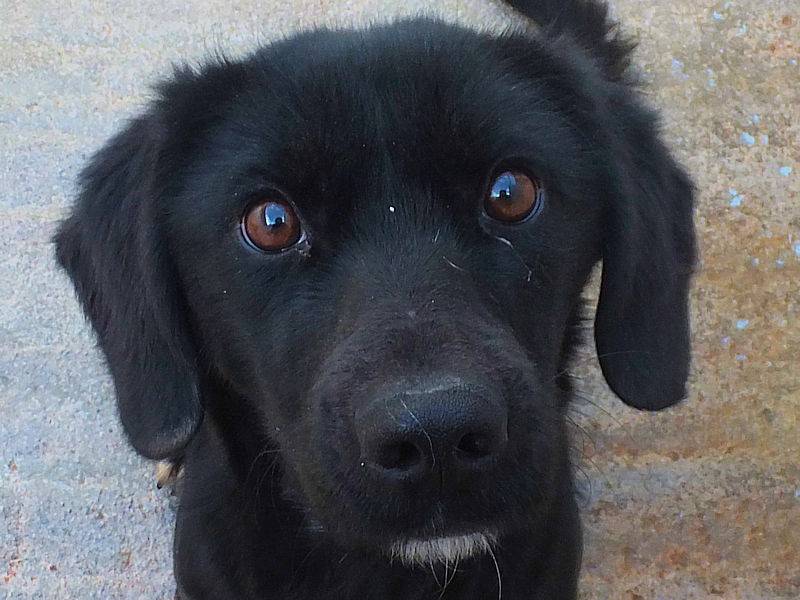 Adotta un cane, femmina, 3 anni e 9 mesi, Frosinone